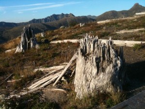 Shattered Trees Shattered Trees at Mt. St. Helens