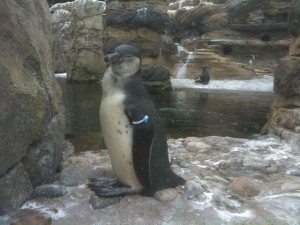 Mellow Penguin Says Hi