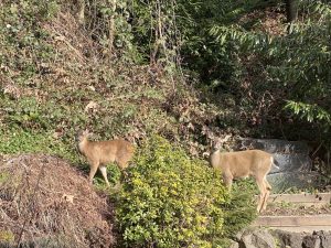 Pair of Deer in the Yard