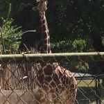 This is as close as we got to the giraffes. If you wanted to get closer, by which I mean, right up close enough to see it eye to eye on a deck, you had to pay five bucks a head.