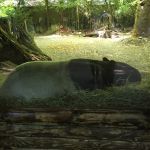 A napping tapir! Thought of my friend and tenant Annemarie, who loves tapirs. <3