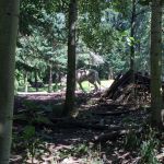 The wolves were some of the few big predators we saw being active. I would be willing to bet money this is because the elk were out, and the elk DO live next door to the wolves. A location decision I've always gone a bit "WUT?" about, re: the zoo's layout!