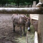 Also feeding time for donkeys Also feeding time for donkeys