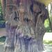 Neat-Looking Tree Stump Neat-Looking Tree Stump