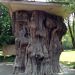 Neat-Looking Tree Stump 2 Neat-Looking Tree Stump 2
