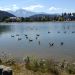 Geese on the Lake Geese on the Lake
