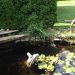 Pond at Heritage House Pond at Heritage House