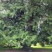 Tree by Heritage House Tree by Heritage House