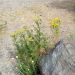 Wildflowers Wildflowers