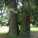 More Trees by Heritage House 1 More Trees by Heritage House 1