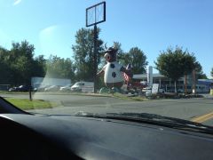 Not A Typical Cow Not A Typical Cow