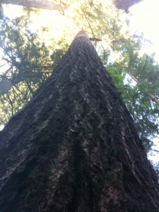 Gigantic Tree, No Seriously