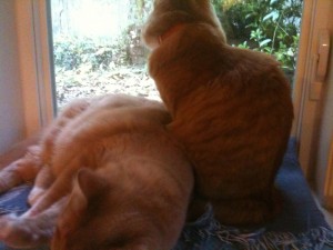 Kitties on Watch