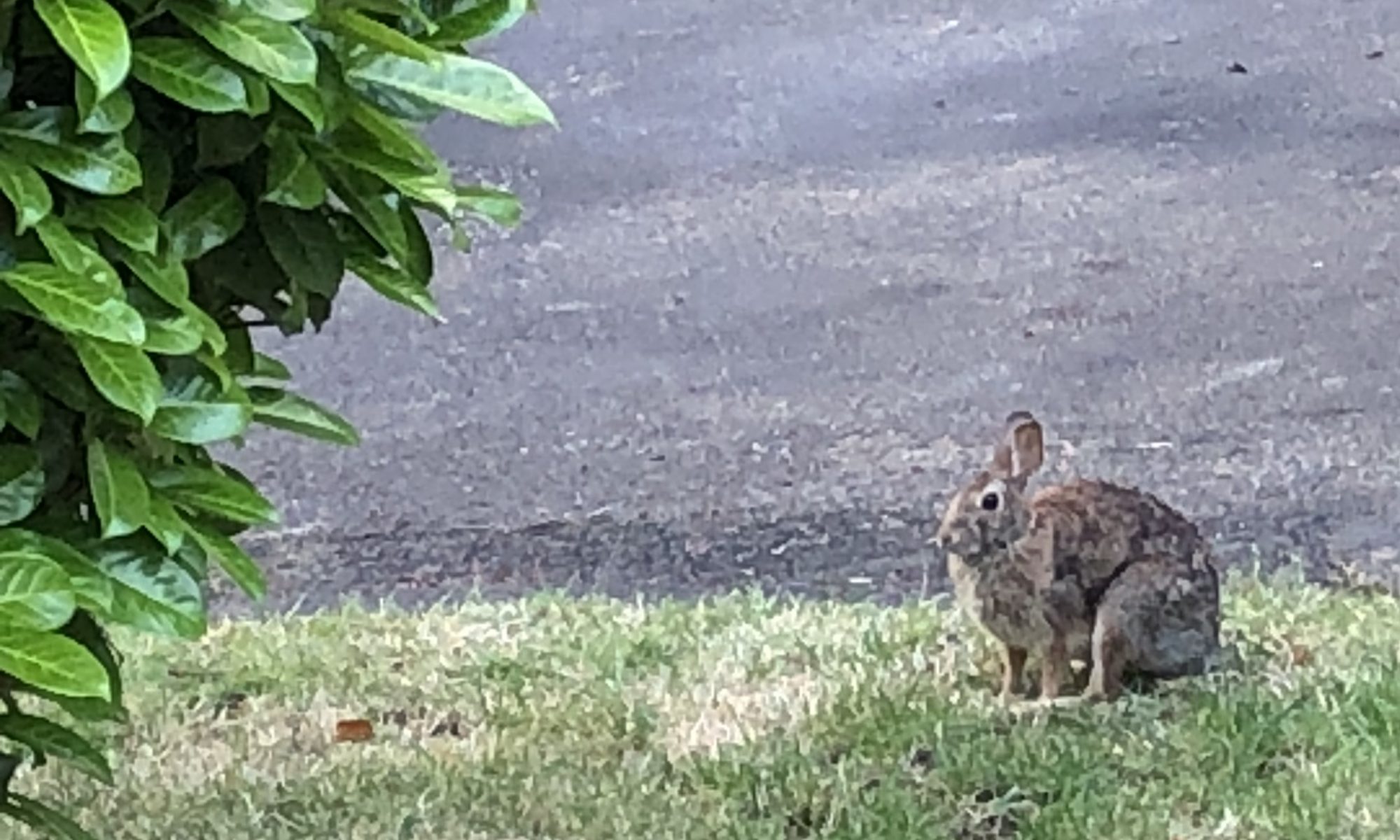 Bunny!