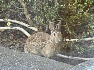 Bun By the Patio Doors