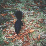 "Come out fair a spot o' music, did ye? Aye, shore an' it's even us squirrels o' Stanley Park that like a wee bit o' Great Big Sea. Me an' th' missus an' th' wee 'uns, we're all after scamperin' about when th' lads're playin' 'Mari Mac'. Me l'il Johnny wants t' take up th' bodhran, though I've been a'tellin' 'im his drum will have to be QUITE small... and oh, by the way, could ye be feedin' me? There's a good biped then..."