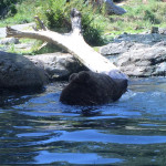 The bears got around this whole "hot afternoon" problem by taking much advantage of the big pool that they have in their enclosure. This was a wise decision on the part of the bears.