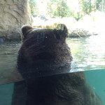 More back of bear. Because this bear was having a jolly old time in the water!