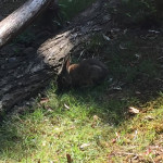 Spotted this little guy in the gazelle pen. Now, I'm no biologist, but I'm PRETTY SURE this isn't a gazelle.