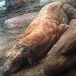 I'm pretty sure this Komodo Dragon was wishing it was in an Irwin Allen flick eating tiny lost explorers.