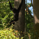 I gotta admit, seeing this guy swinging through the vines like that TOTALLY got Ray Stevens stuck in my head. The lyrics to "Guitarzan", in fact.