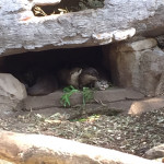 These were a different set of otters--the Asian small-clawed otters, I think? They were hiding in that little niche in the rocks when we came by, and they seemed generally vocal and cranky. They chattered a LOT at each other.