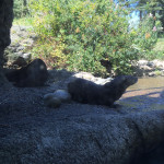 These are the otters in the pen next door to the bears. They were sharing the bears' idea about the benefits of playing in the water.