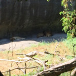 The problem with trying to take distance pics with an iPhone is that you _cannot_ properly zoom. So you wind up getting something that looks more like an impressionist painting of sleeping lions.