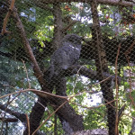My sister-in-law is partial to owls! So of course we had to visit the owls. This was the one decent shot I got of one.