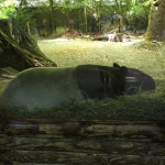 A napping tapir! Thought of my friend and tenant Annemarie, who loves tapirs. <3