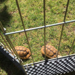 These were the first critters we saw as we headed into the zoo. These little guys were in the cage shown here, near the open field and stage where they have the Zoo Tunes concerts.