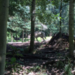 The wolves were some of the few big predators we saw being active. I would be willing to bet money this is because the elk were out, and the elk DO live next door to the wolves. A location decision I've always gone a bit "WUT?" about, re: the zoo's layout!