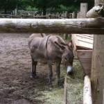 Also feeding time for donkeys Also feeding time for donkeys