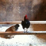Tiny rooster, big noise Tiny rooster, big noise