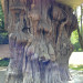 Neat-Looking Tree Stump Neat-Looking Tree Stump