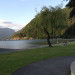 Lakeside Tree Lakeside Tree