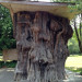 Neat-Looking Tree Stump 2 Neat-Looking Tree Stump 2