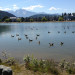 Geese on the Lake