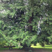 Tree by Heritage House Tree by Heritage House