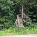 Treestump