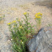Wildflowers Wildflowers