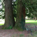 More Trees by Heritage House 2 More Trees by Heritage House 2