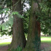More Trees by Heritage House 1 More Trees by Heritage House 1