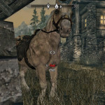 Curious Horse Curious Horse