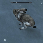 Bunny! Bunny!